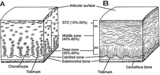 articular cartilage