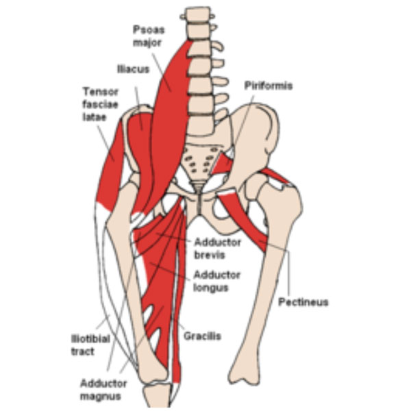 hip anatomy