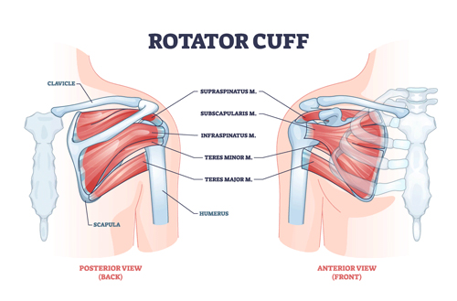 rotator cuff