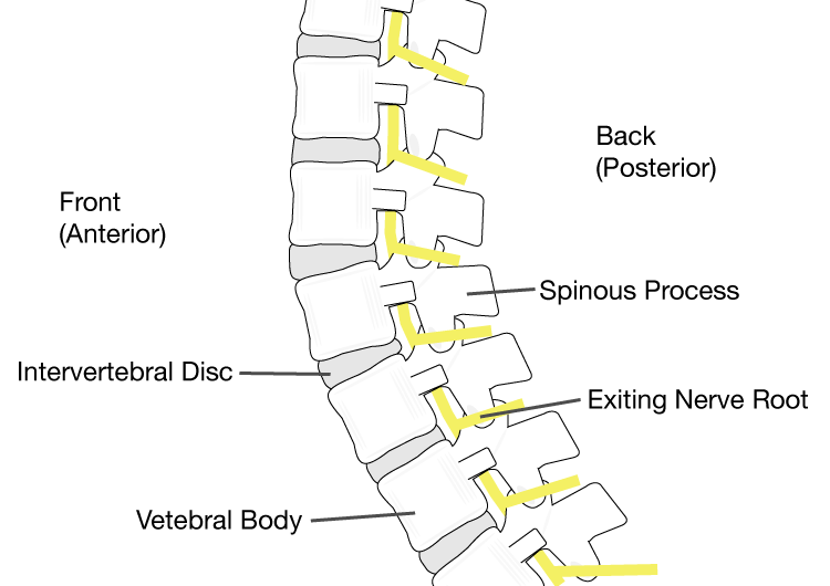 Spinal Vertebra